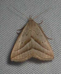 Macrochilo absorptalis