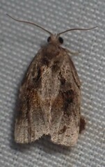Archips grisea
