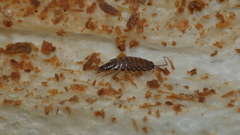 Australophiloscia societatis