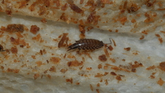 Australophiloscia societatis