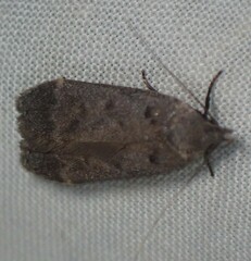 Anacampsis