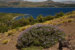 Junellia succulentifolia