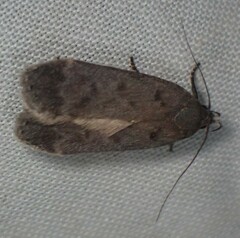 Anacampsis