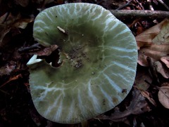 Russula parvovirescens