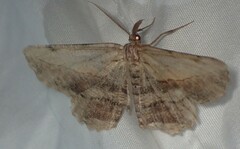 Lytrosis unitaria