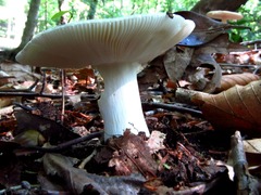 Russula parvovirescens