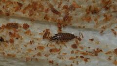 Australophiloscia societatis