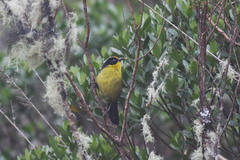 Atlapetes pallidinucha