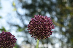 Allium ampeloprasum
