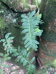 Polypodium