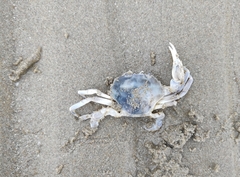 Liocarcinus vernalis