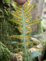 Polypodium