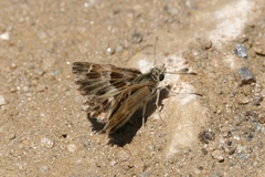 Muschampia orientalis