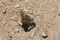 Muschampia orientalis