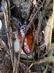 Parcoblatta americana