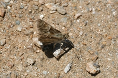 Muschampia orientalis