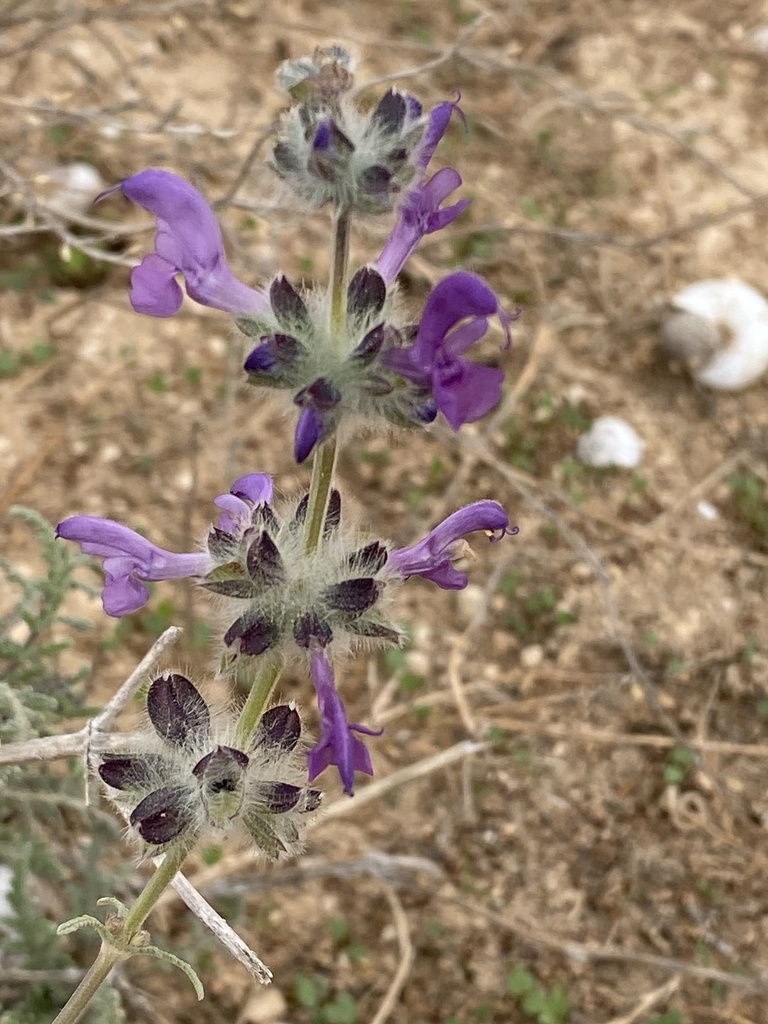 Libyan Wild Clary
