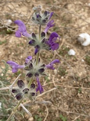 Salvia lanigera