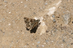 Muschampia orientalis