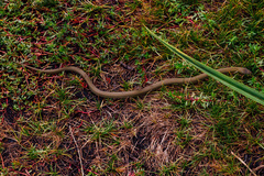 Lycodonomorphus inornatus