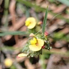 Stylosanthes