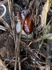 Parcoblatta americana