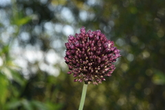 Allium ampeloprasum