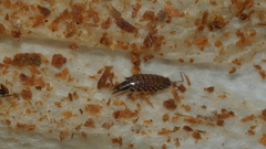 Australophiloscia societatis