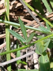 Stylosanthes