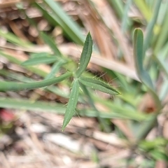 Stylosanthes