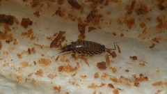 Australophiloscia societatis