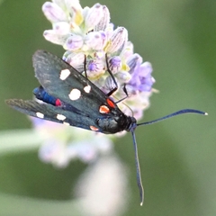 Zygaena ephialtes