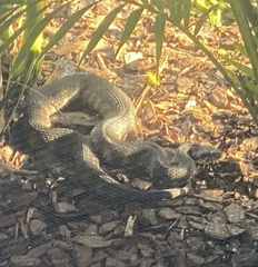 Nerodia fasciata pictiventris