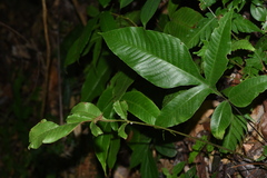 Tectaria semipinnata