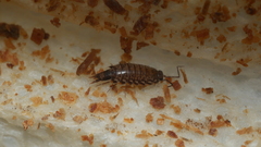 Australophiloscia societatis