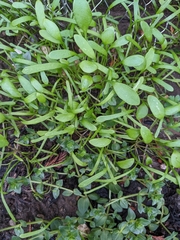Claytonia perfoliata