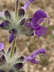 Salvia lanigera