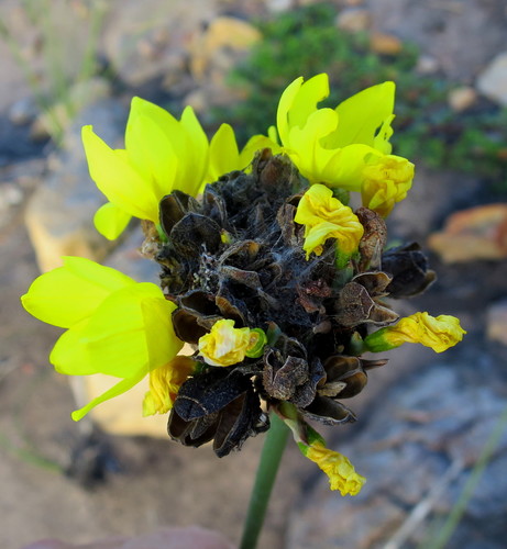 Image of Bobartia robusta by no rights reserved