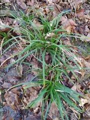 Carex sylvatica