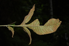 Tectaria semipinnata