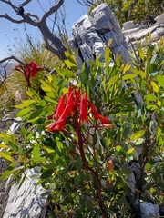 Blandfordia punicea