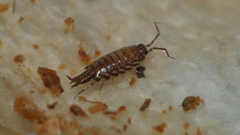 Australophiloscia societatis