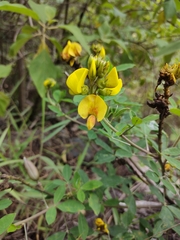 Crotalaria