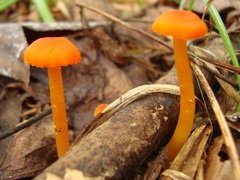Hygrocybe cantharellus
