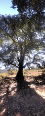 Quercus crassifolia