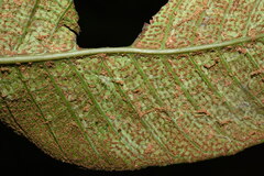 Tectaria semipinnata
