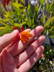 Blandfordia punicea