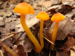 Hygrocybe cantharellus