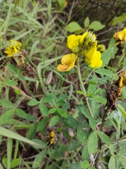 Crotalaria