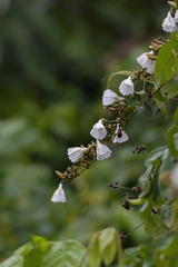 Bonamia agrostopolis